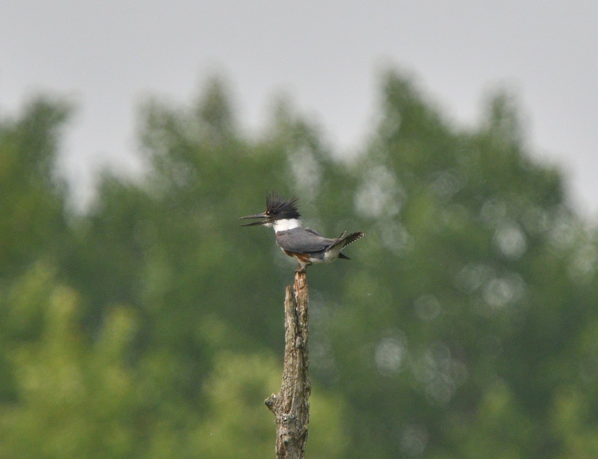 Belted Kingfisher - ML581957671