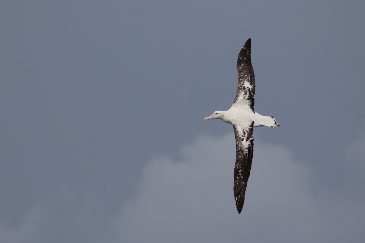 Snowy Albatross - Daniel Terrington