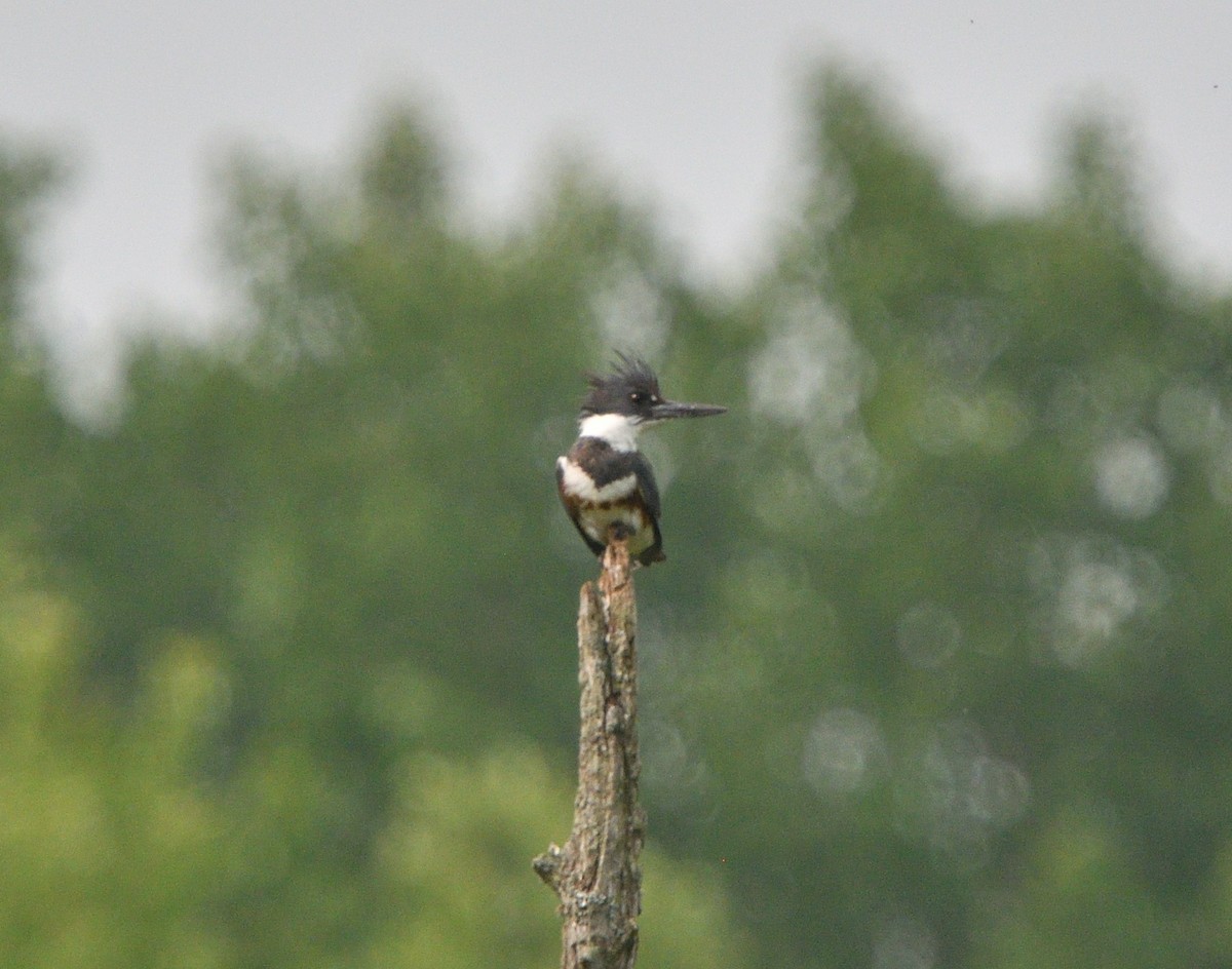 Belted Kingfisher - ML581957891