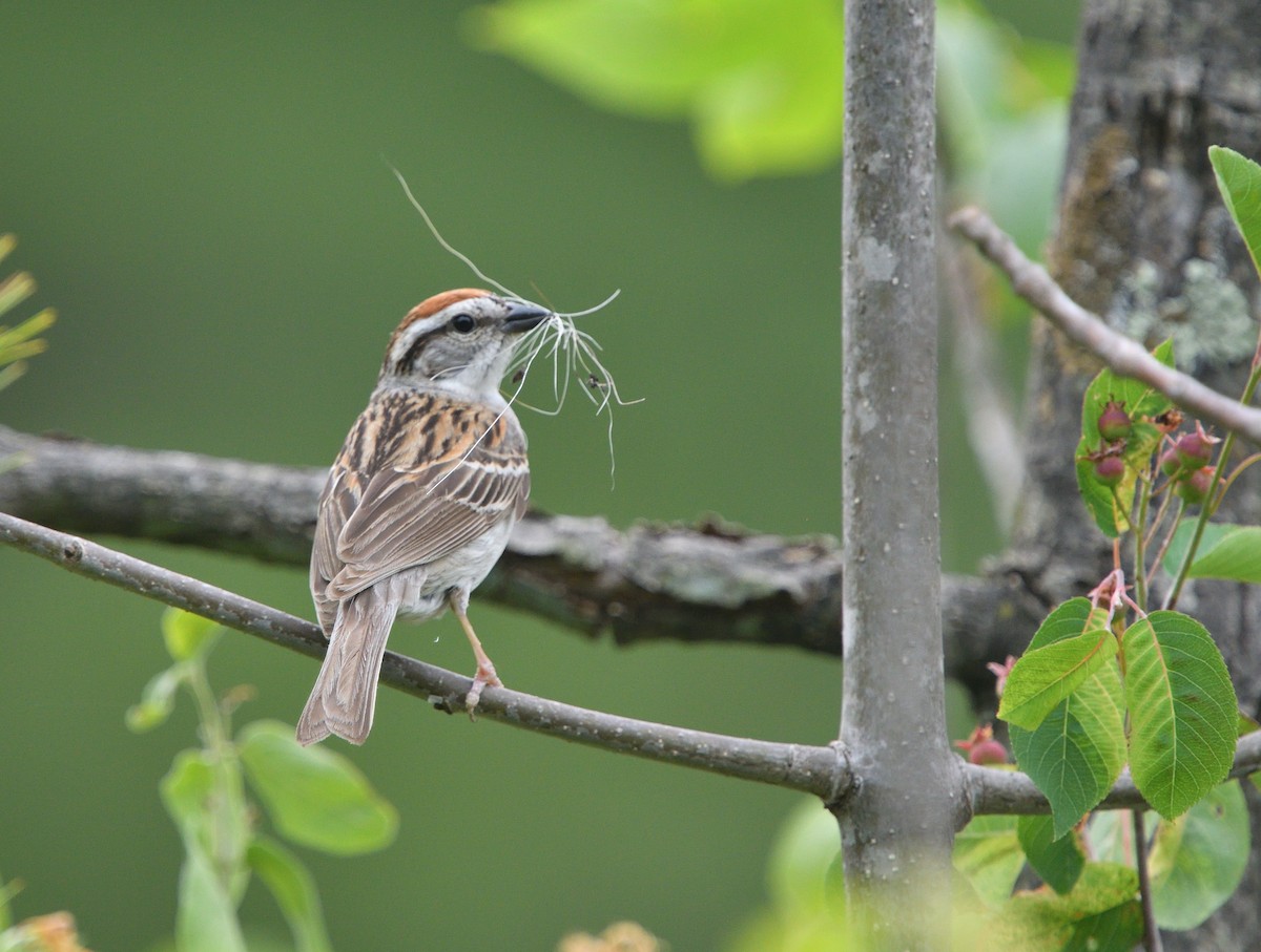 Chipping Sparrow - ML581958031