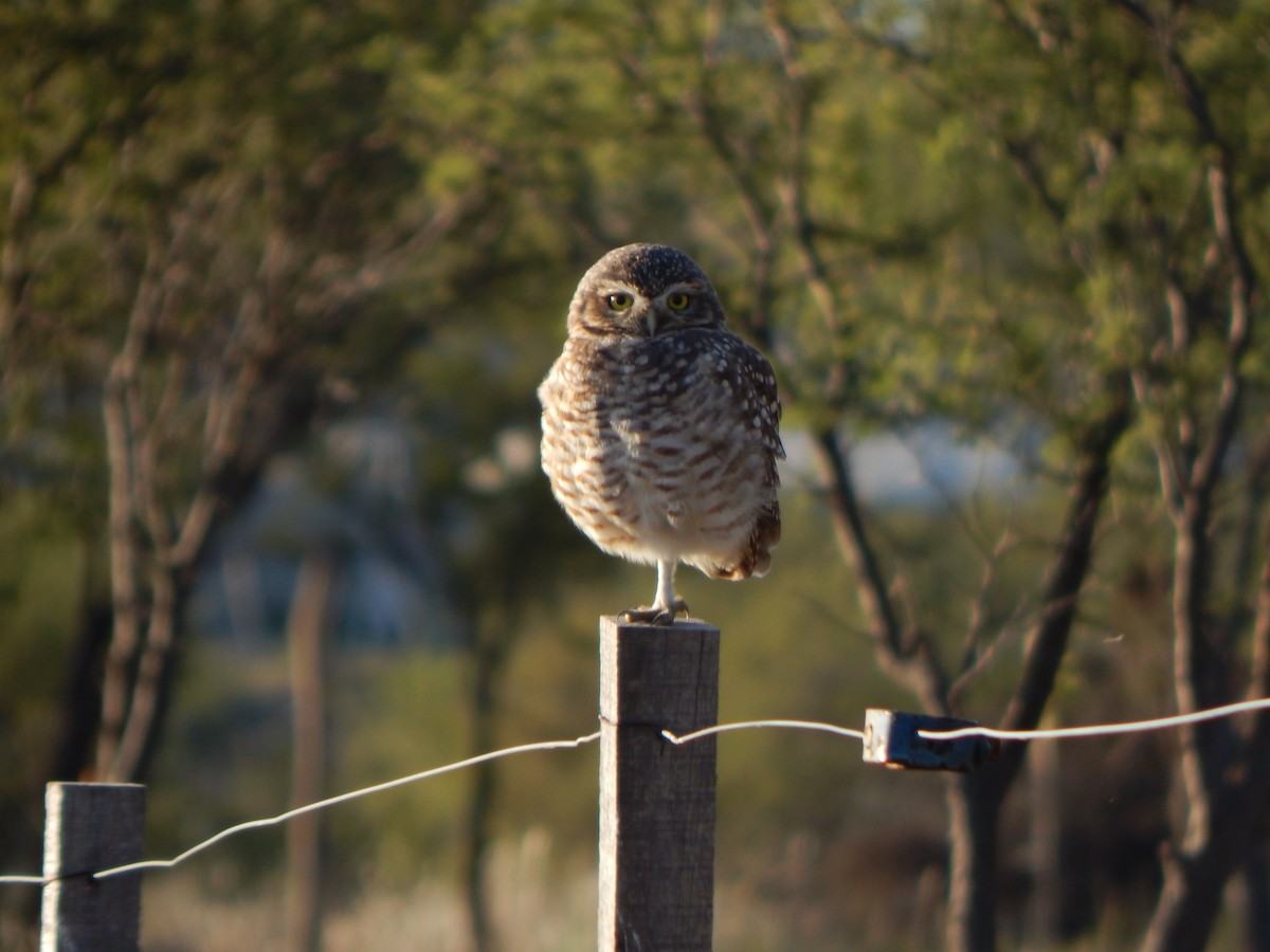 Burrowing Owl - ML581958441