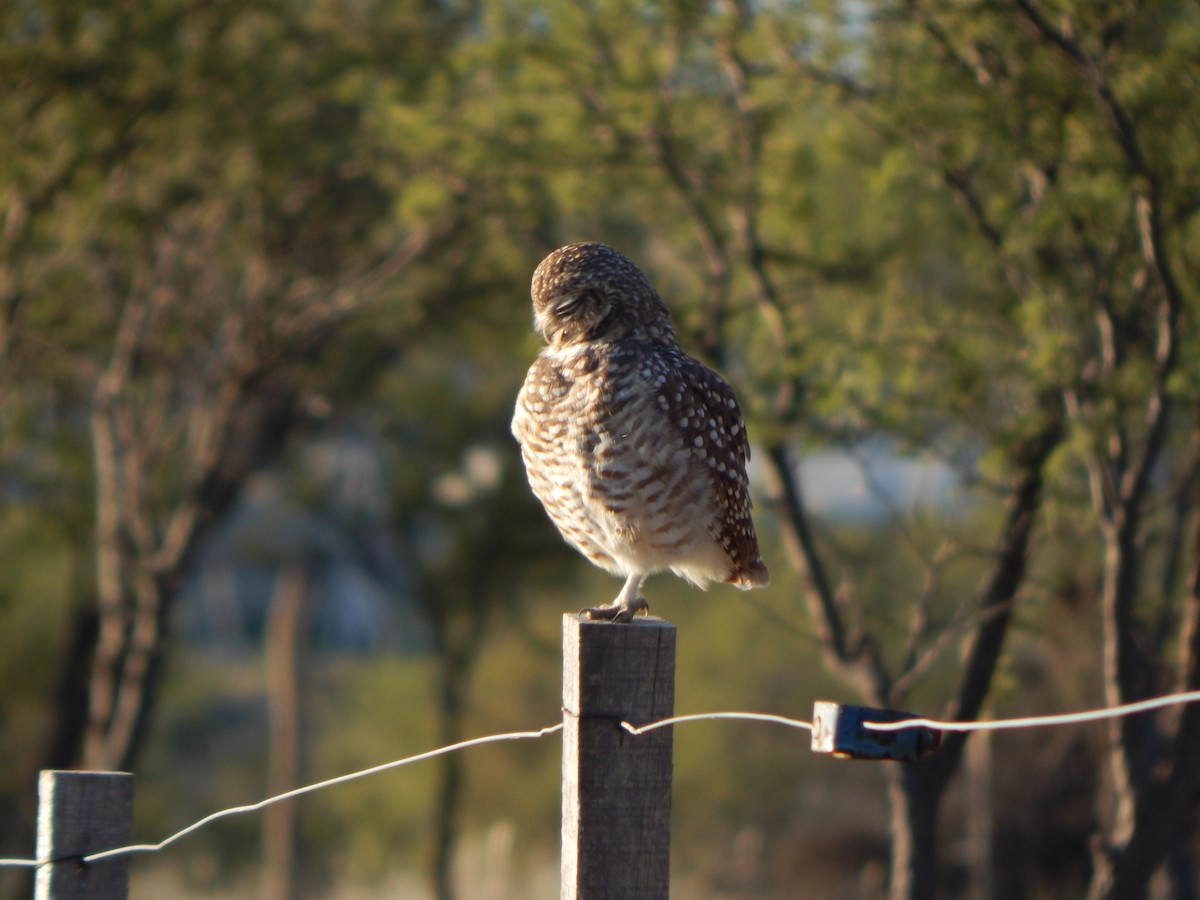 Burrowing Owl - ML581958451
