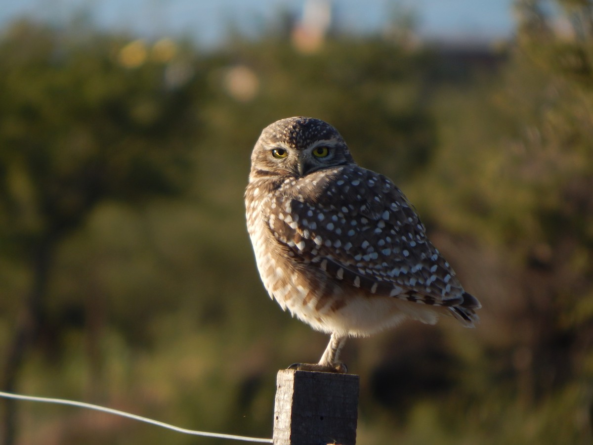 Burrowing Owl - ML581958471