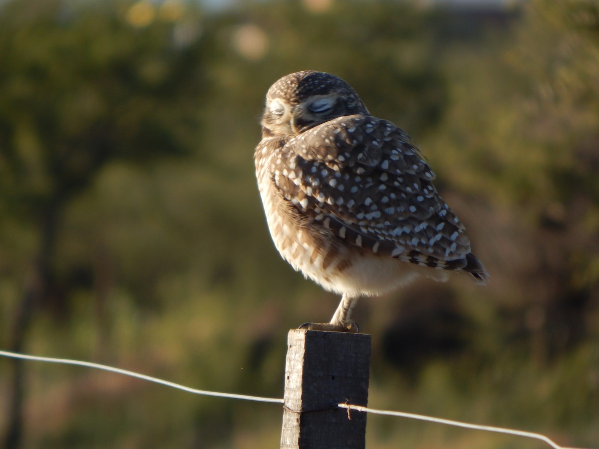 Burrowing Owl - ML581958481