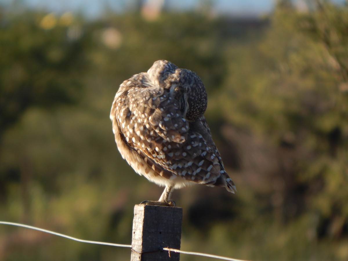 Burrowing Owl - ML581958491