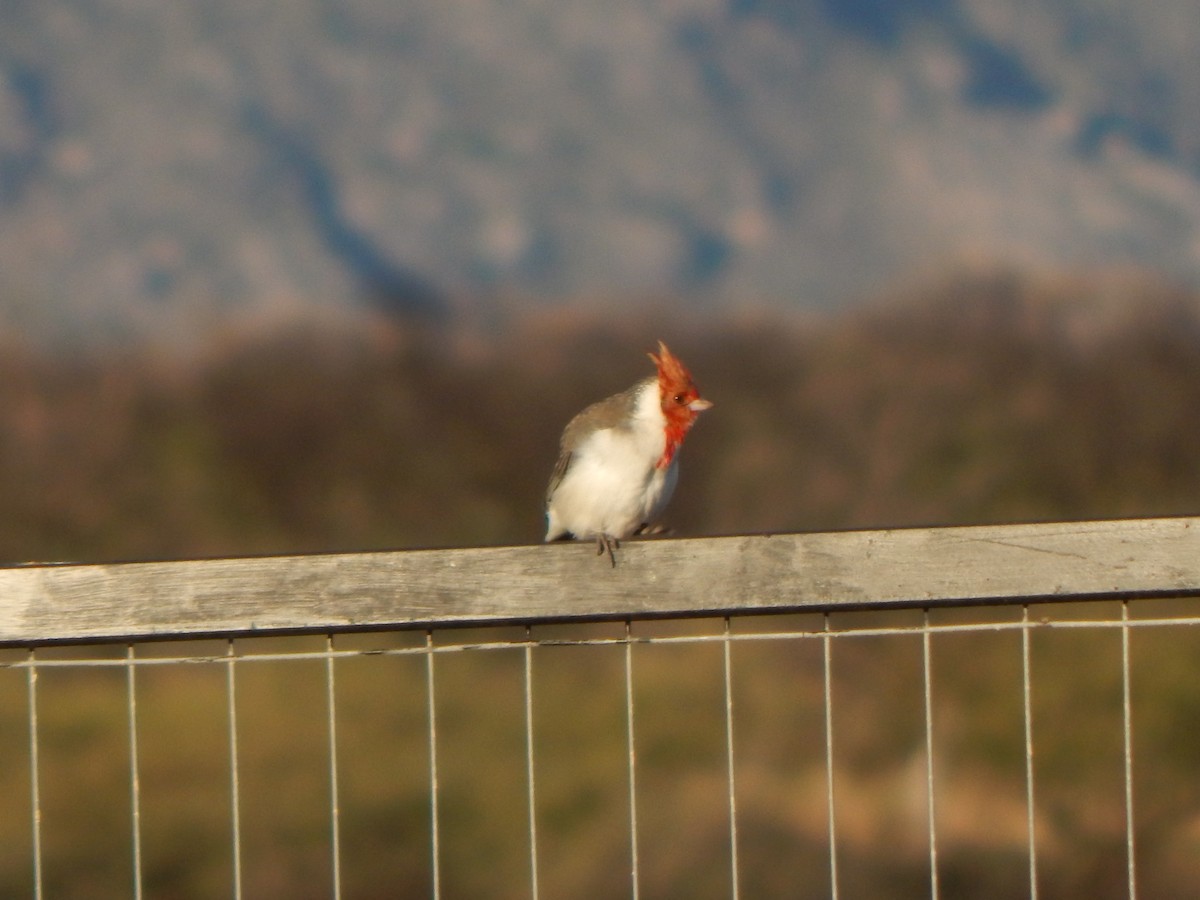 Red-crested Cardinal - ML581959141