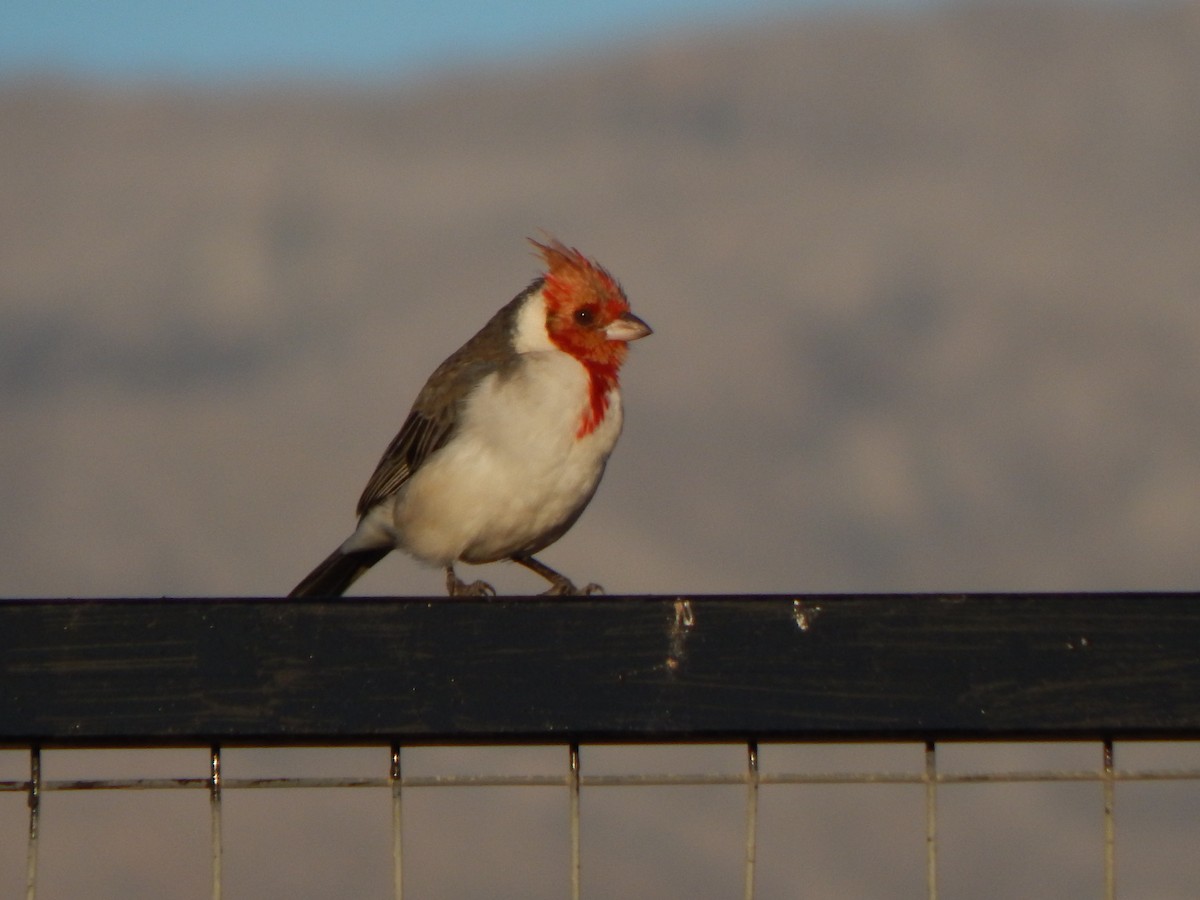 Red-crested Cardinal - ML581959161