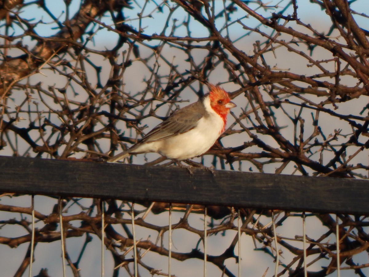 Red-crested Cardinal - ML581959171