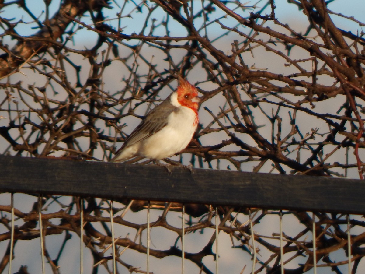 Red-crested Cardinal - ML581959181