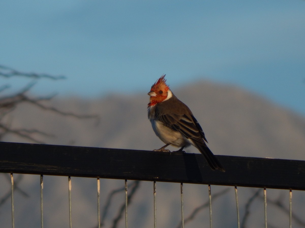 Red-crested Cardinal - ML581959191