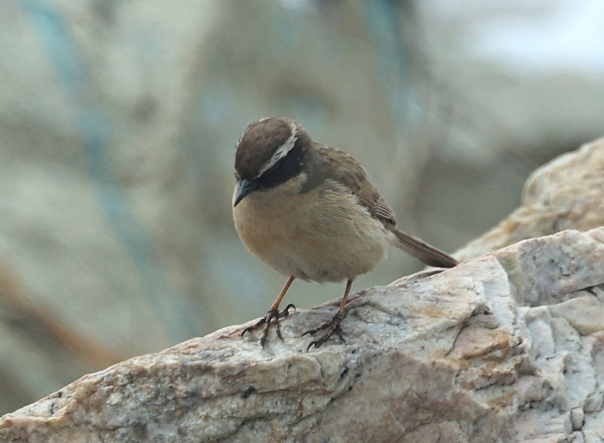 Brown Accentor - ML581963631