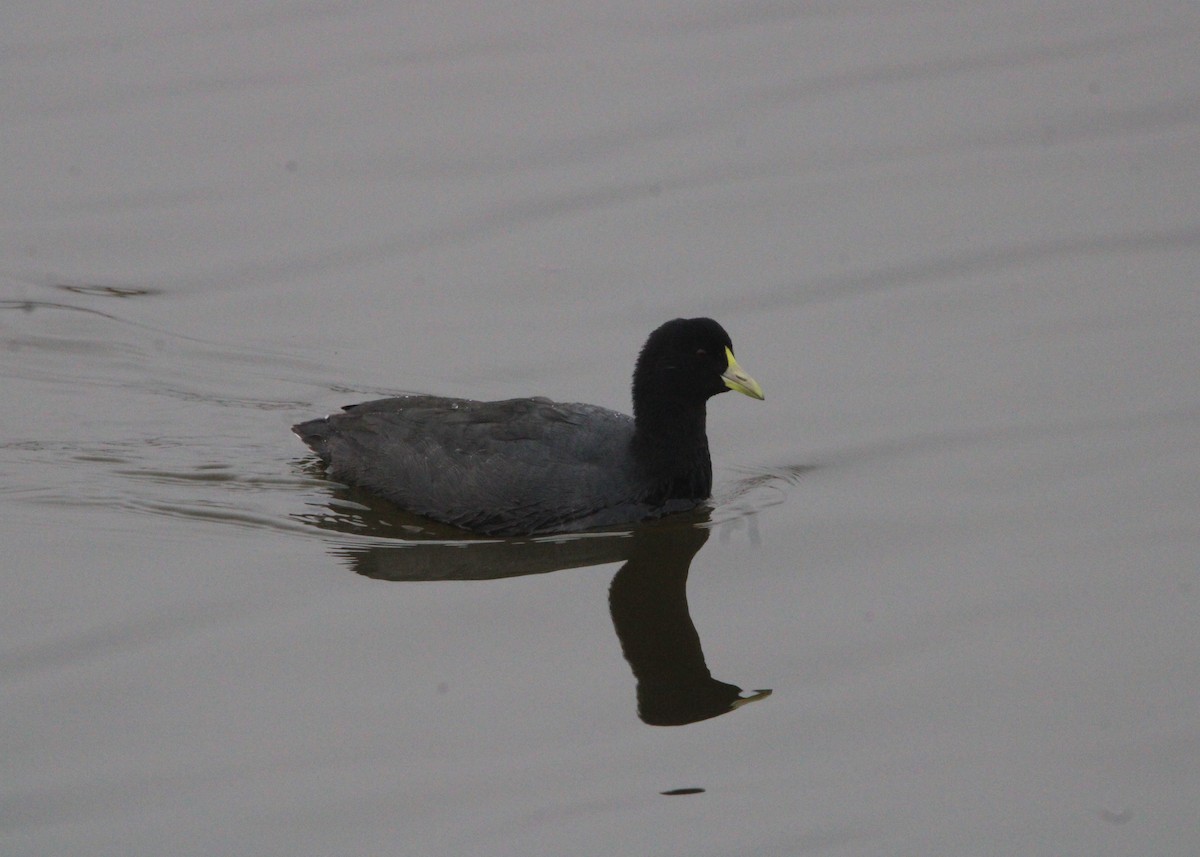 White-winged Coot - ML581971431