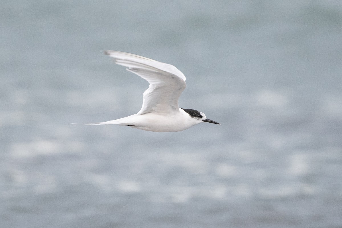 White-fronted Tern - ML581972071
