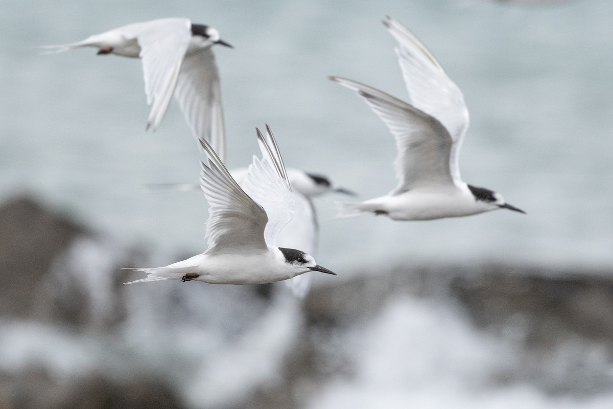 White-fronted Tern - David Turgeon