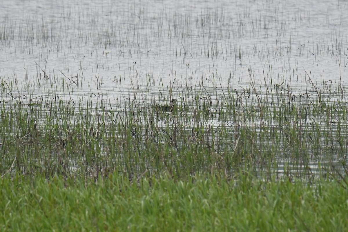 eBird Checklist 6 Jun 2023 RN de PointeYamachiche 30 species