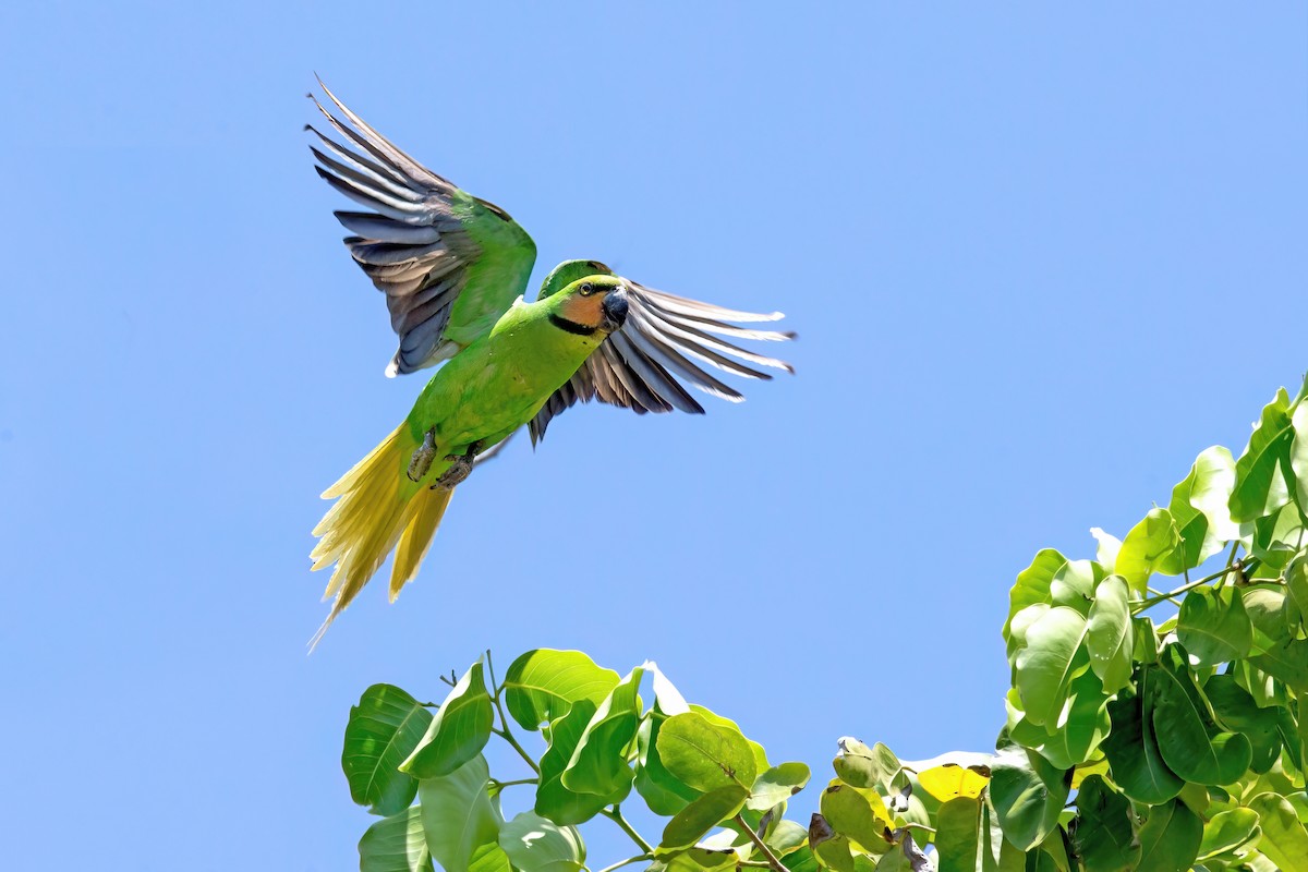 Uzun Kuyruklu Yeşil Papağan - ML581981321