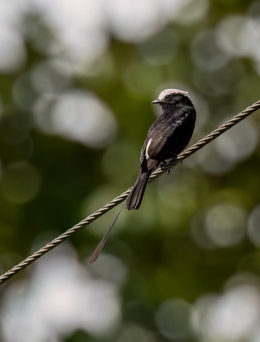 Long-tailed Tyrant - Josee Normandeau