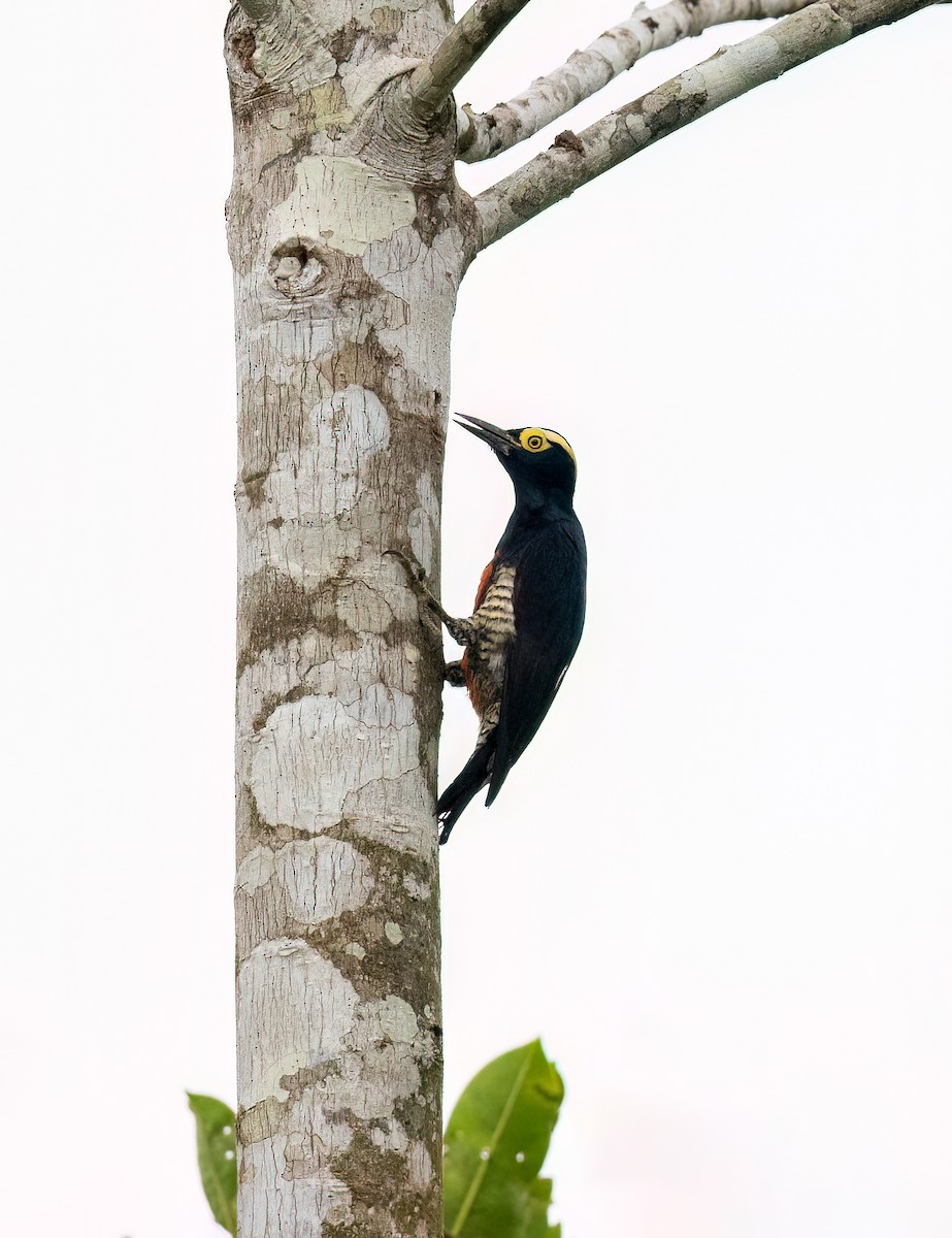 Yellow-tufted Woodpecker - ML581983021