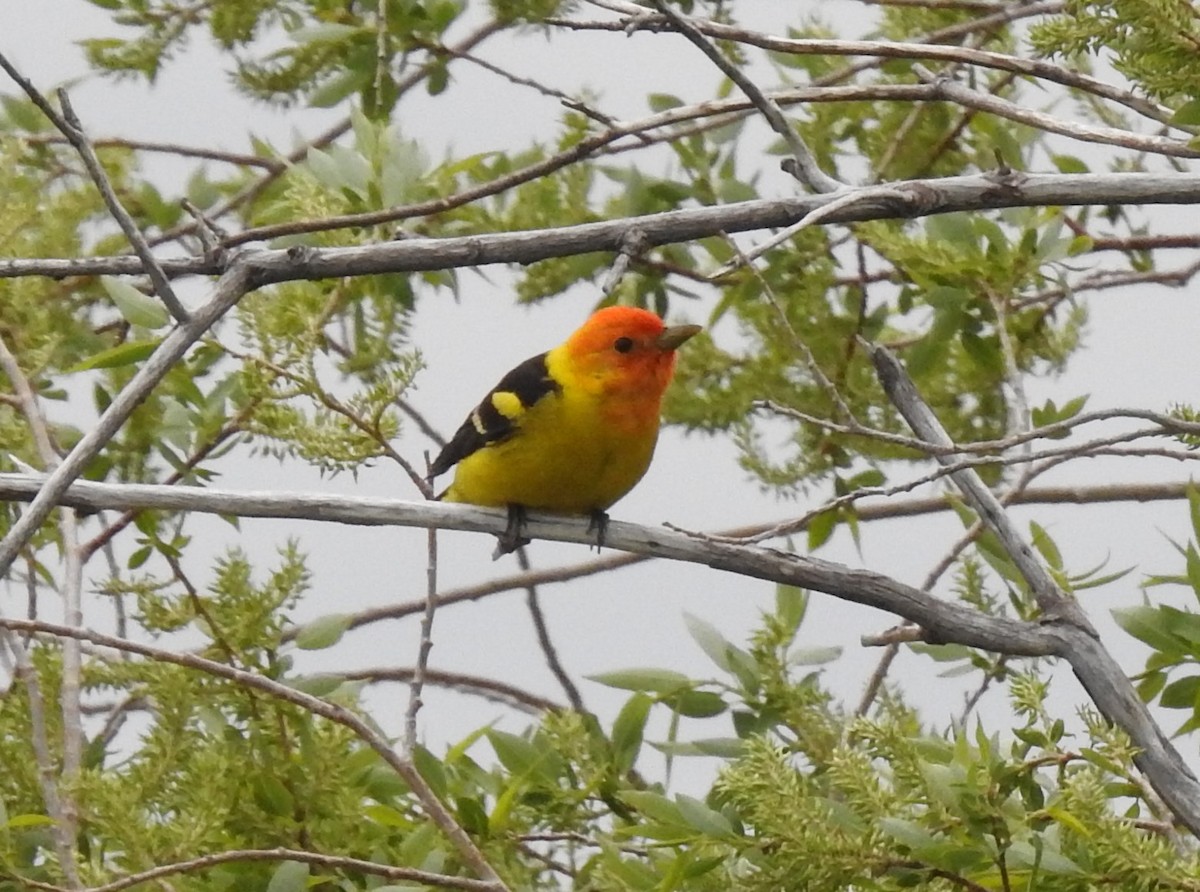 Western Tanager - Shane Sater