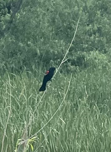 Red-winged Blackbird - ML581987311