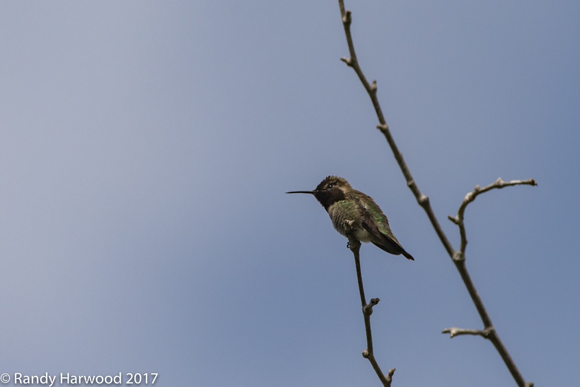 Anna's Hummingbird - ML58198841