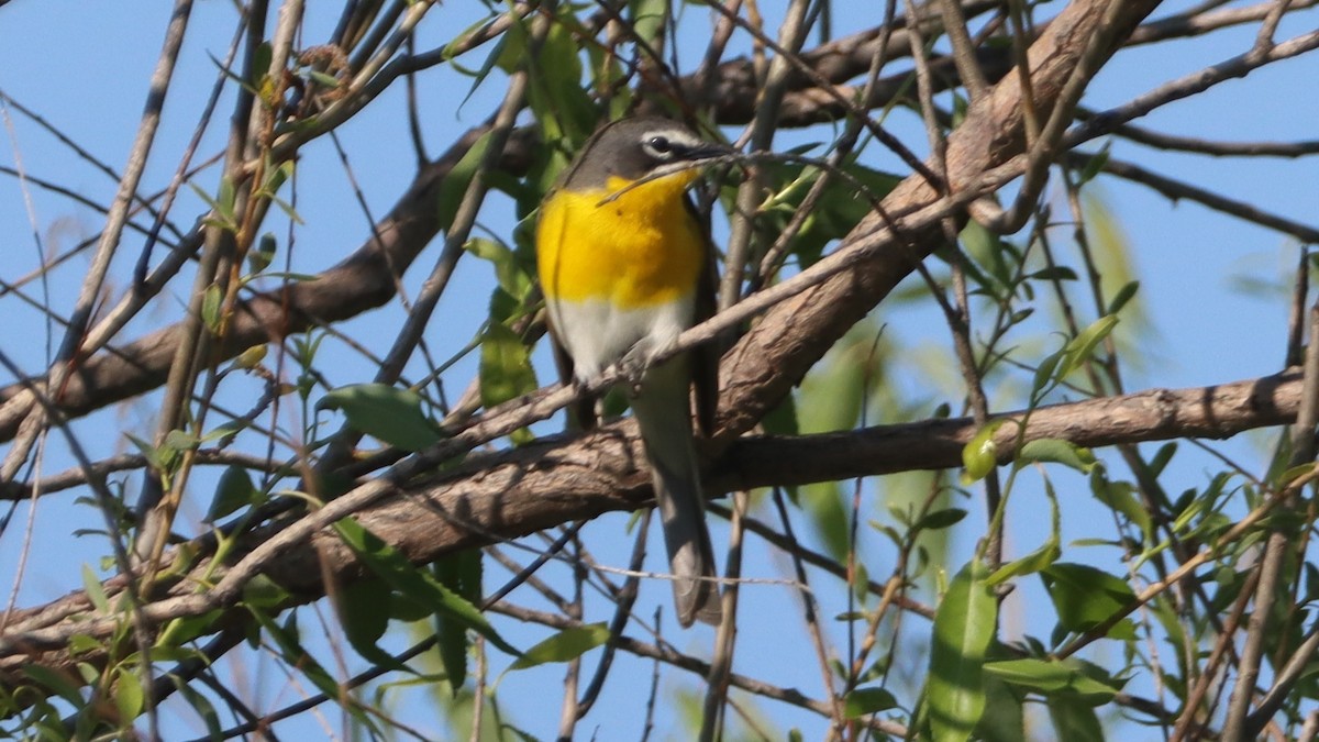 Yellow-breasted Chat - ML581988971