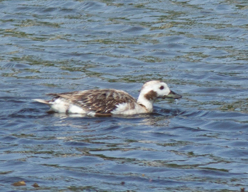 Long-tailed Duck - ML581989071