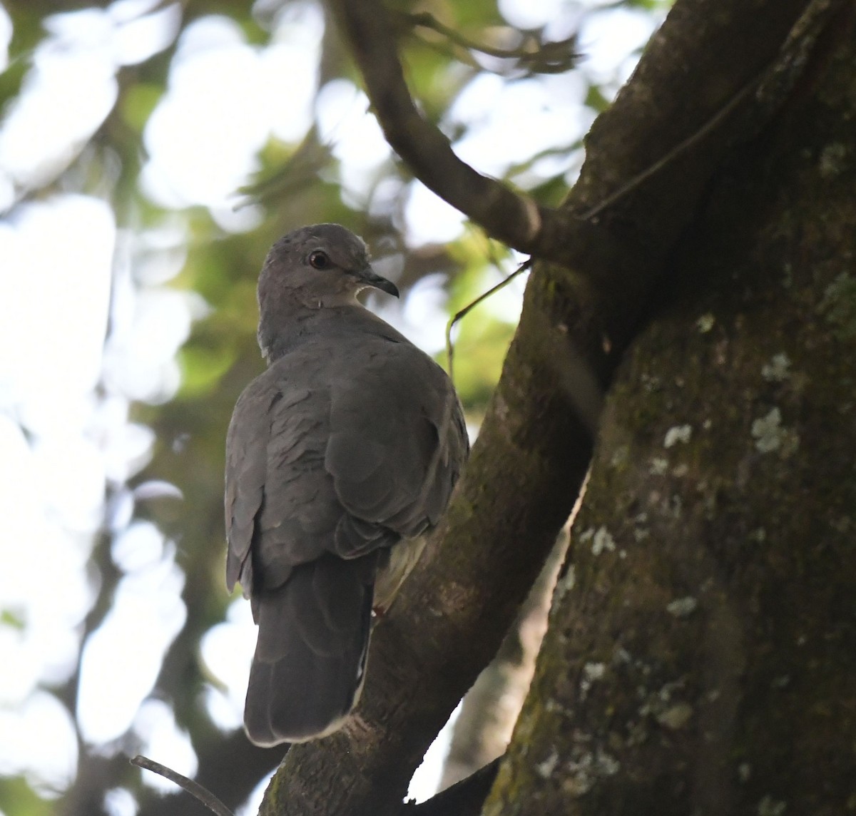 Large-tailed Dove - ML581989371
