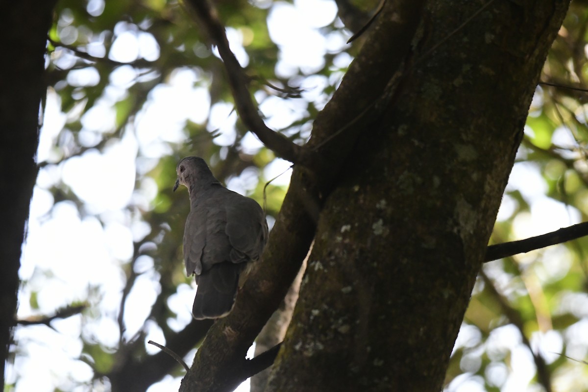 Large-tailed Dove - ML581989381