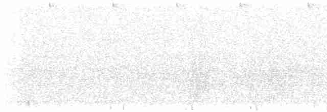 Колібрі плямистоволий (підвид maculata) - ML581993771