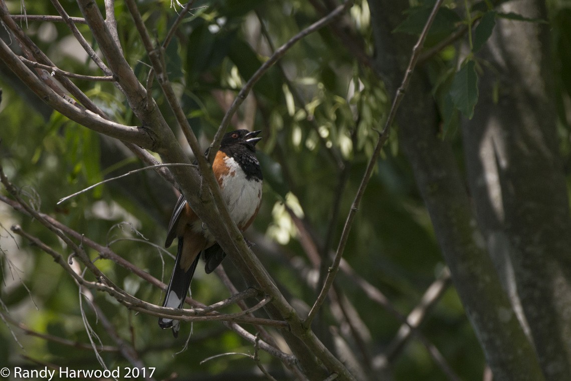 Spotted Towhee - ML58199461