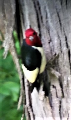 Red-headed Woodpecker - ML581996211