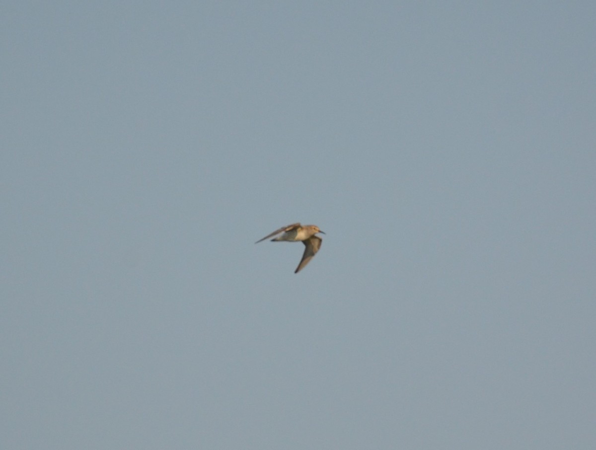 eBird Checklist - 6 Jun 2023 - Guana River WMA - 53 species (+1 other taxa)