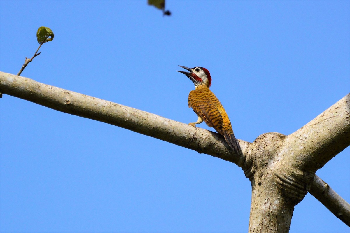 Spot-breasted Woodpecker - ML58200081