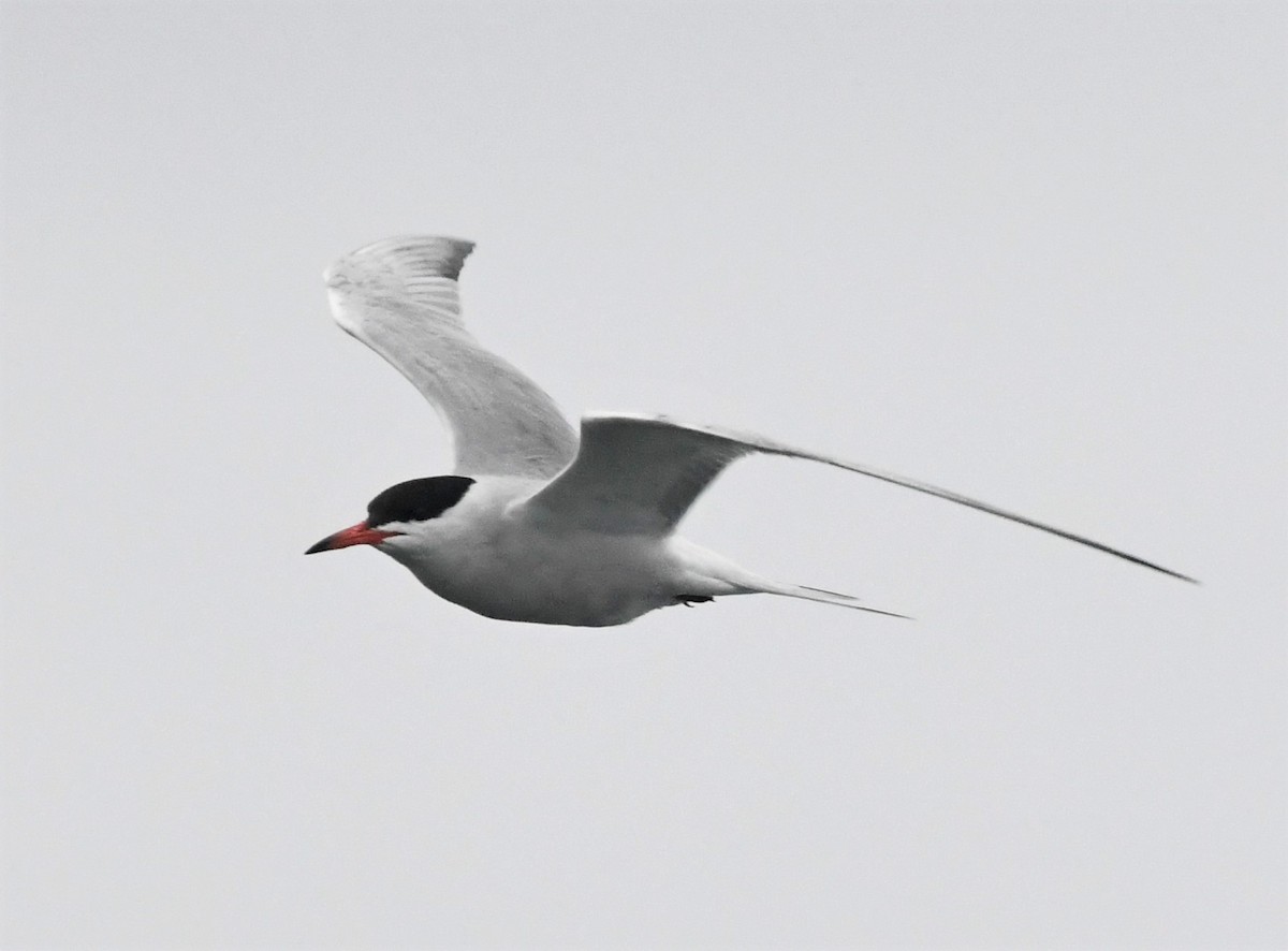 Common Tern - ML582001241
