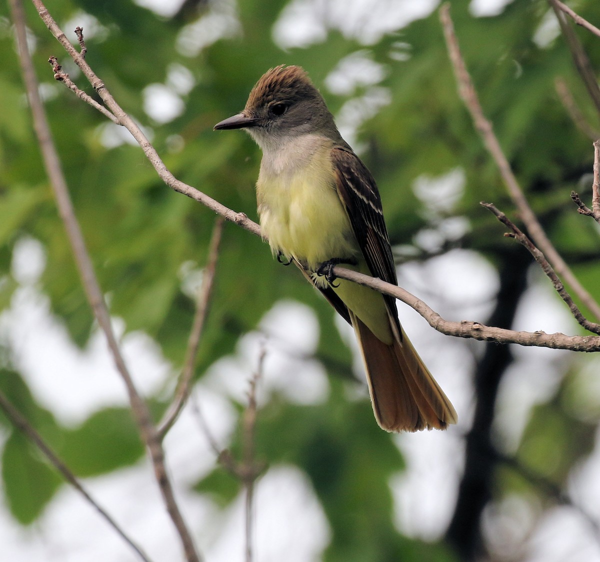 Great Crested Flycatcher - ML582004671
