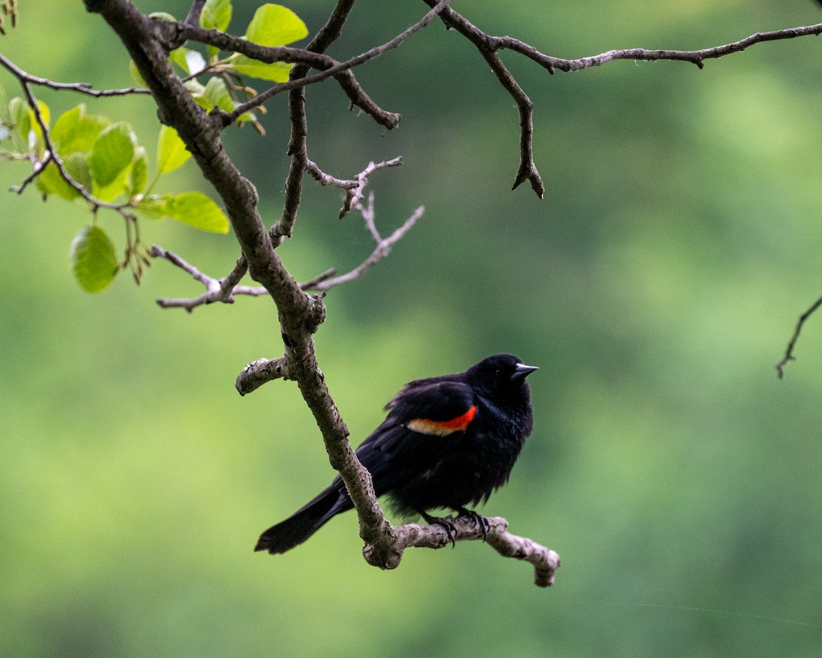 Red-winged Blackbird - ML582006521