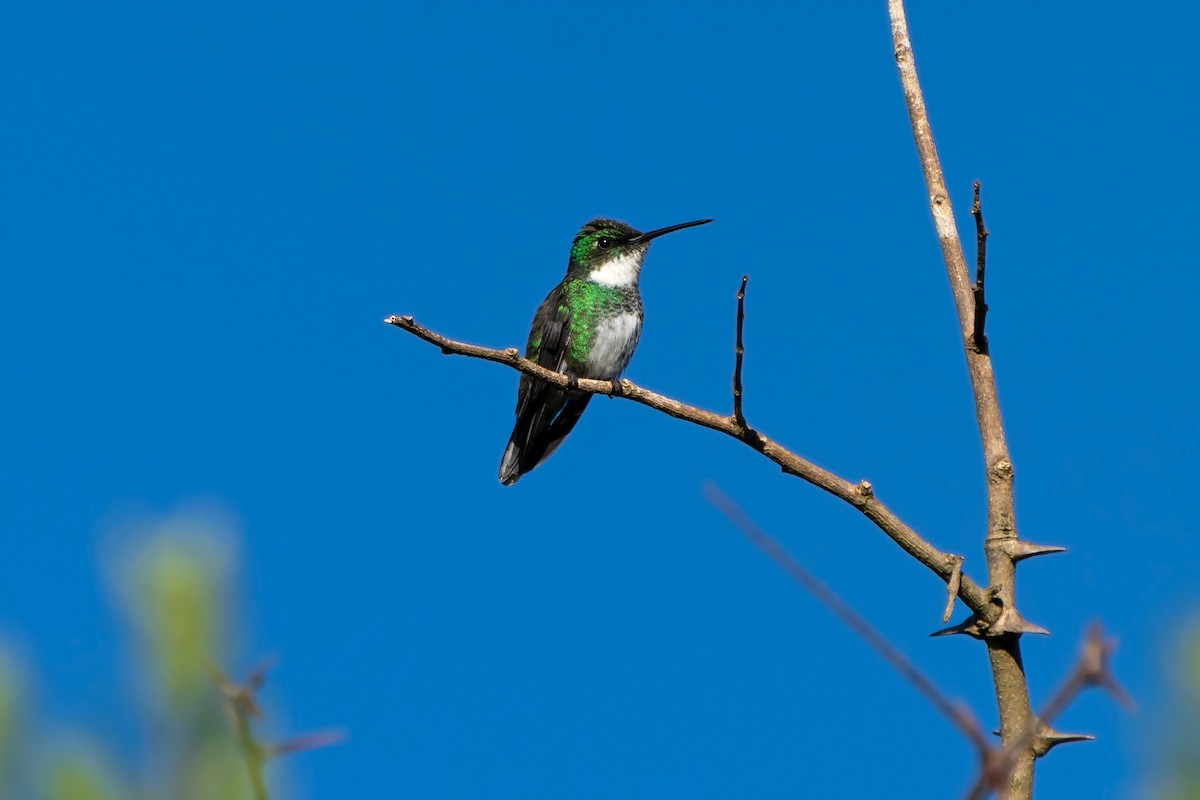 White-throated Hummingbird - ML582006671