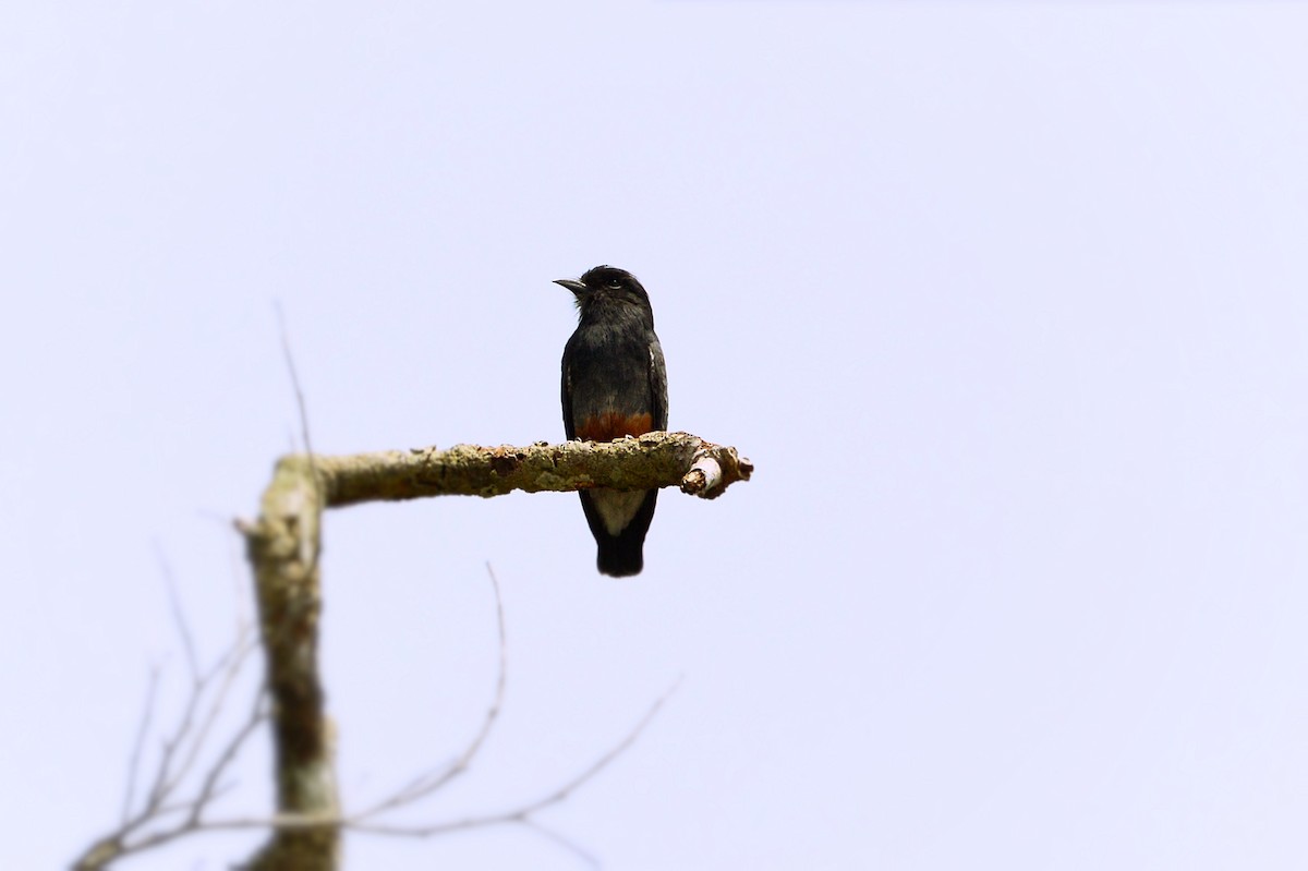 Swallow-winged Puffbird - ML58201091