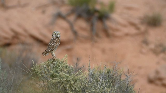 Burrowing Owl - ML582011471