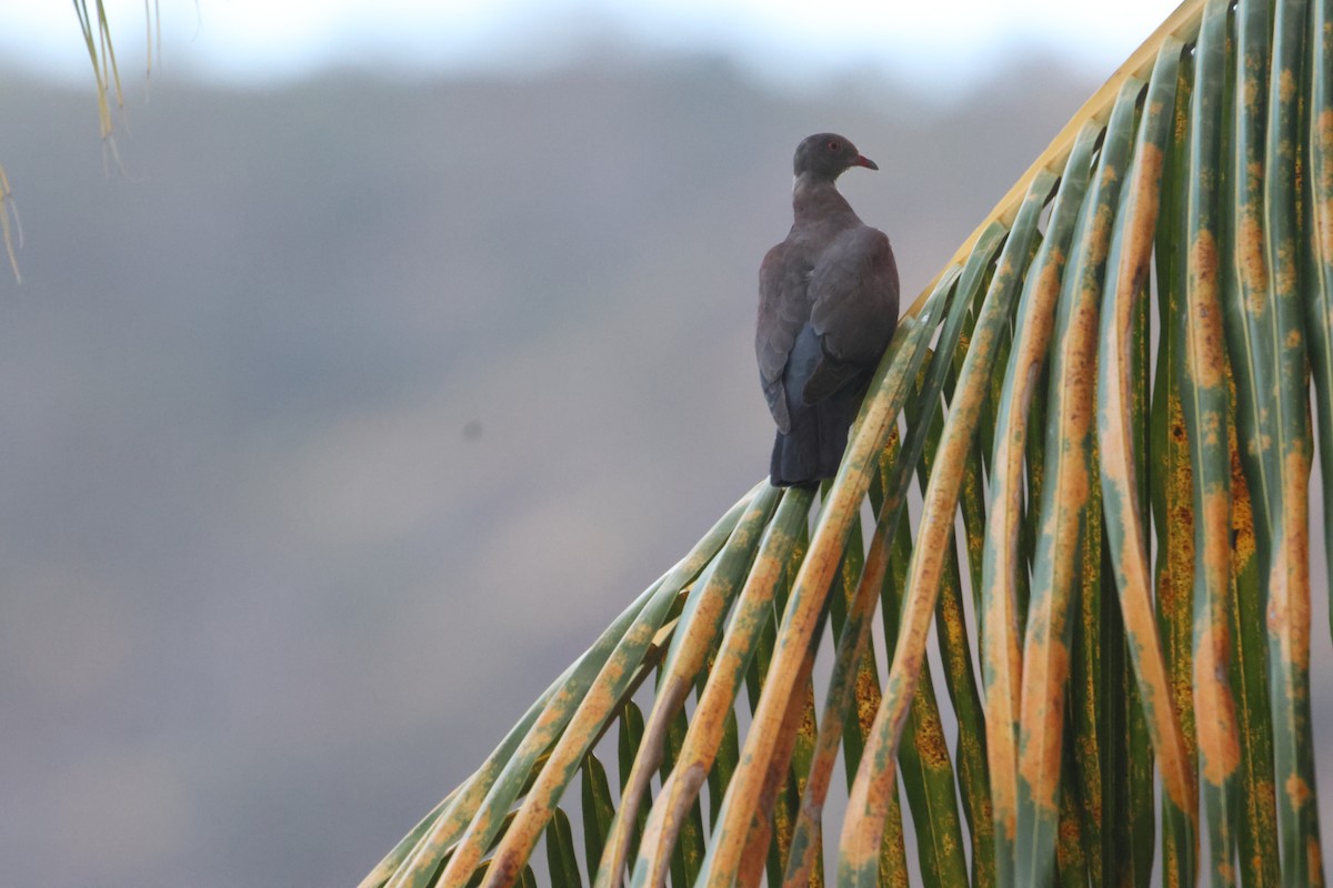 Peruvian Pigeon - ML582012191