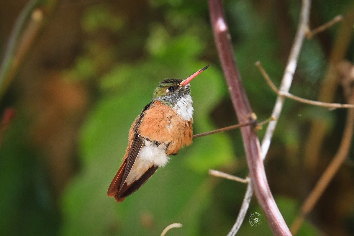 kolibřík Amazilin - ML58201231