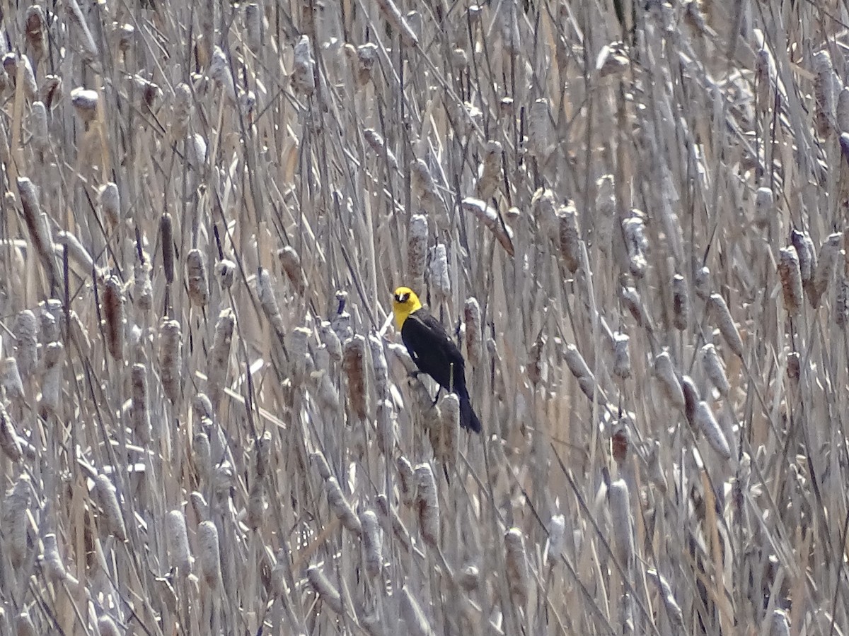 Yellow-headed Blackbird - ML582012891