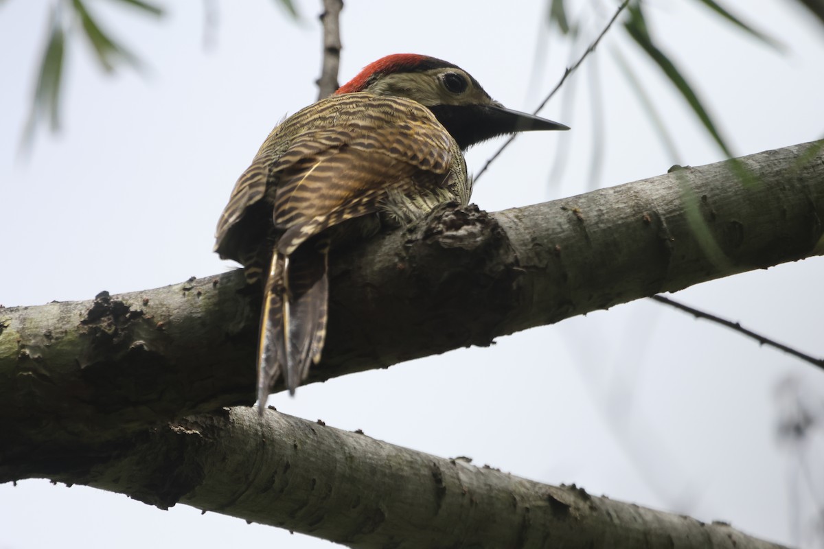 Black-necked Woodpecker - ML582012951