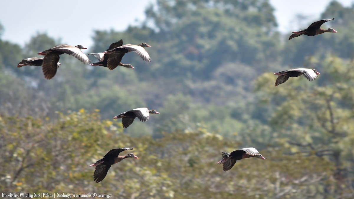 Black-bellied Whistling-Duck - Susana GZC
