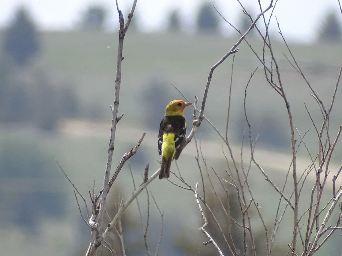 Western Tanager - ML582013341