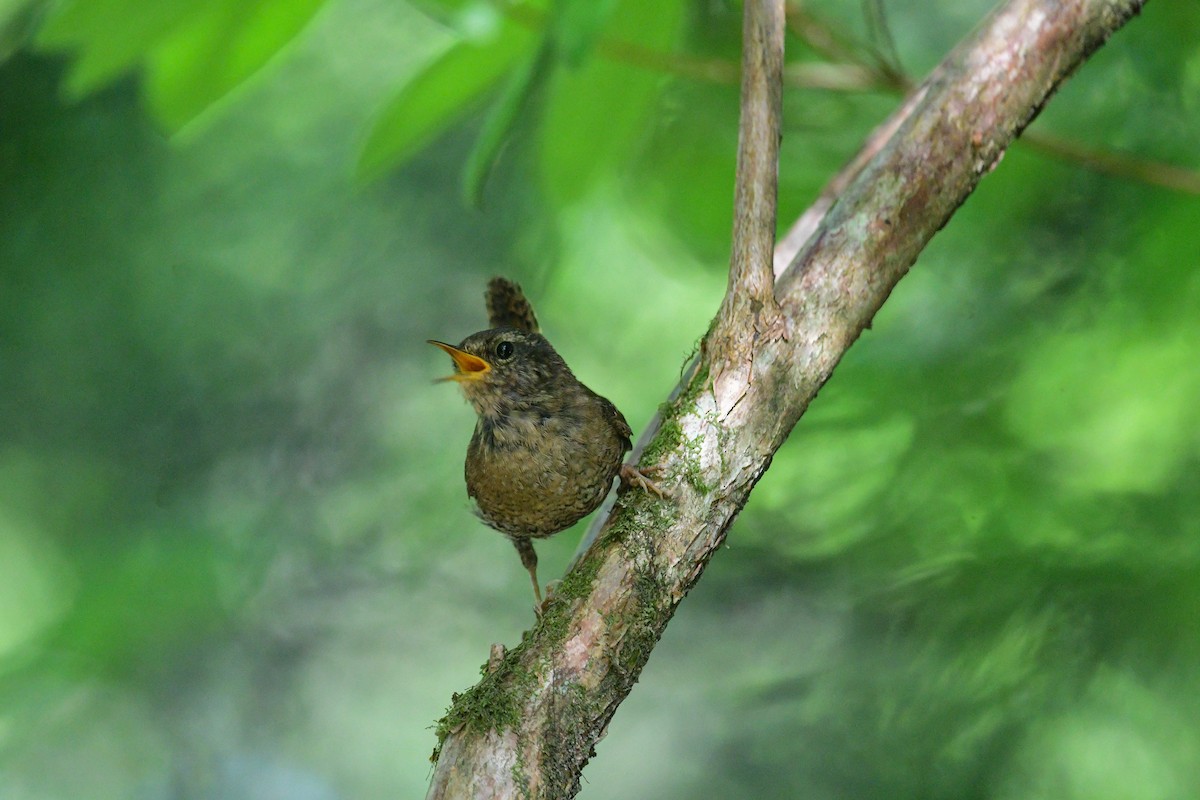 Pacific Wren - ML582013891