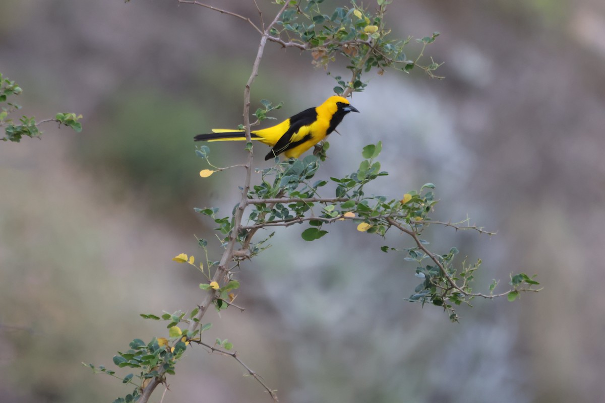 Yellow-tailed Oriole - ML582013981