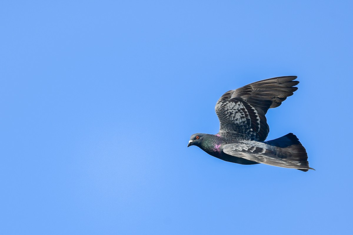 Rock Pigeon (Feral Pigeon) - ML582014291