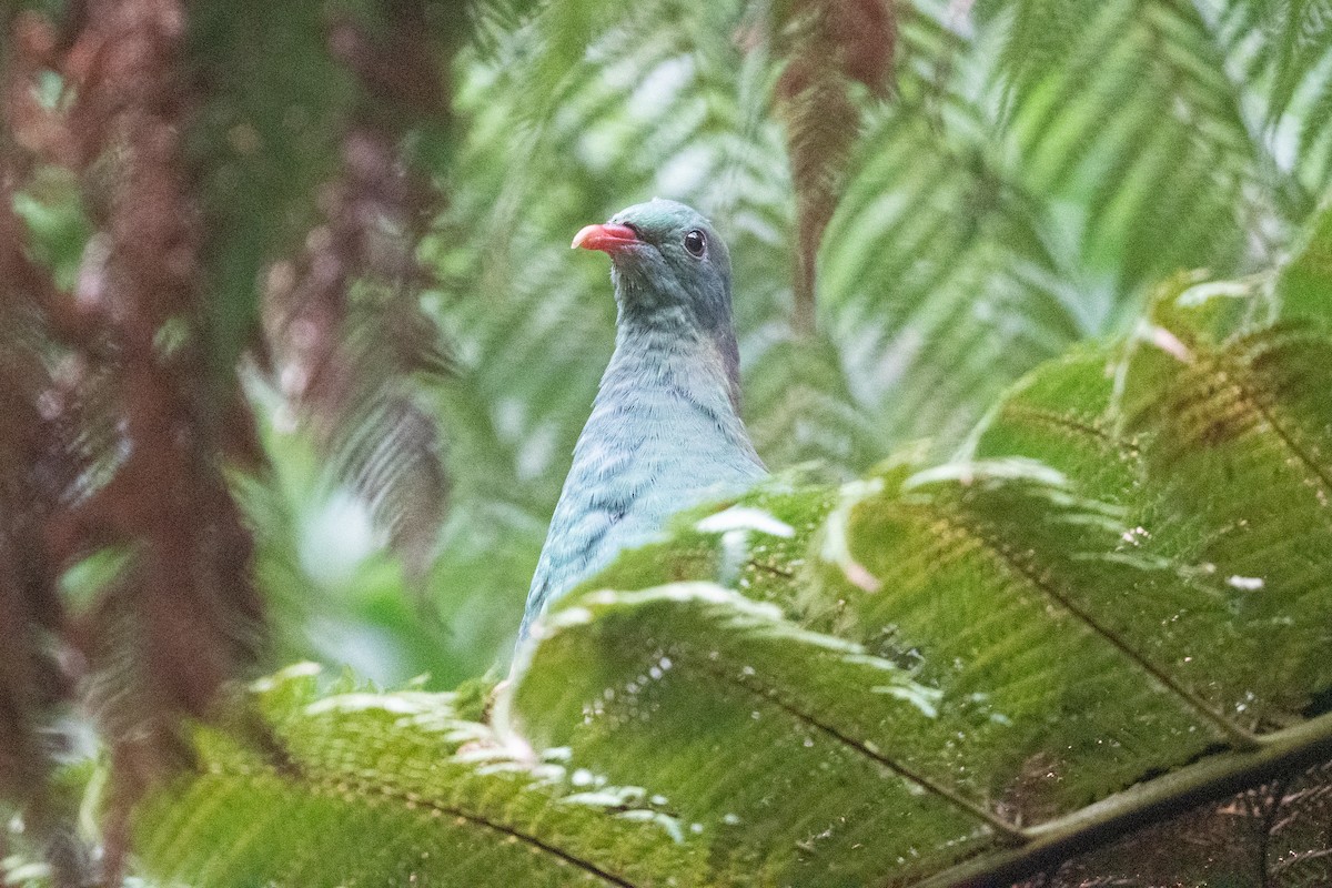 New Zealand Pigeon - ML582016151